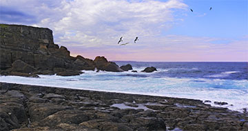 FARO DE AJO