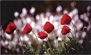 AMAPOLAS EN SORIA