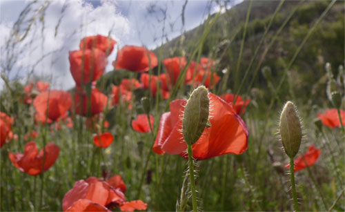 AMAPOLAS