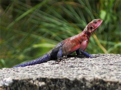 LAGARTO AFRICANO