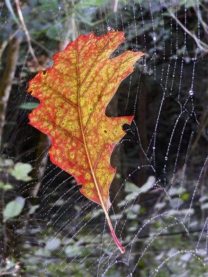 HOJA Y TELARAÑA